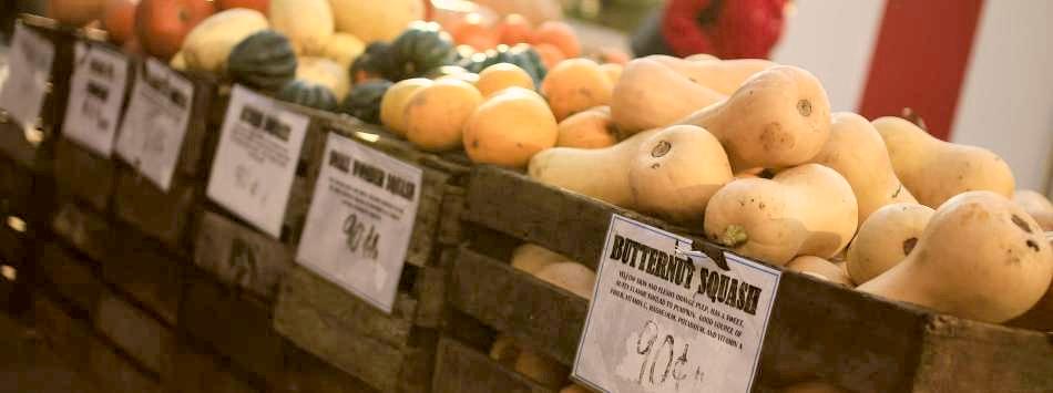 Pick your pumpkins in the field or choose from a huge variety of pre-picked!